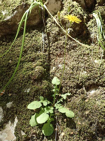 Crepis fraasii \ Fraas' Pippau / Fraas' Hawk's-Beard, Samos Potami 15.4.2017