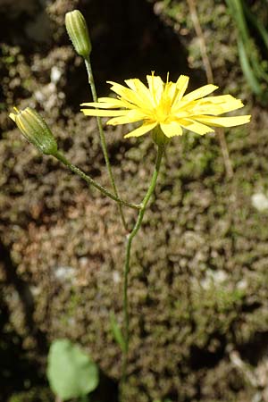 Crepis fraasii \ Fraas' Pippau / Fraas' Hawk's-Beard, Samos Potami 15.4.2017