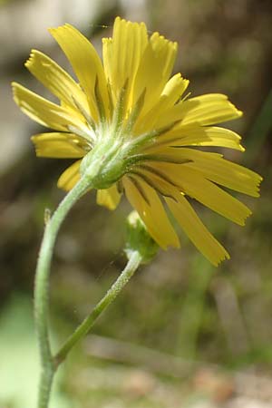 Crepis fraasii \ Fraas' Pippau, Samos Potami 15.4.2017