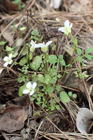 Cardamine graeca \ Griechisches Schaumkraut / Greek Bitter-Cress, Samos Mt. Ambelos 12.4.2017