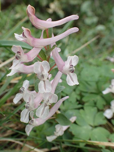 Corydalis integra \ Ganzrandiger Lerchensporn / Entire Corydalis, Samos Lazaros in Mt. Ambelos 12.4.2017