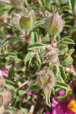 Cistus incanus subsp. creticus / Cretan Cistus, Samos Pythagorio 13.4.2017