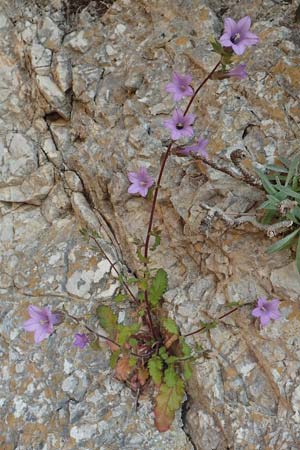 Campanula lyrata / Rock Bellflower, Samos Potami 15.4.2017