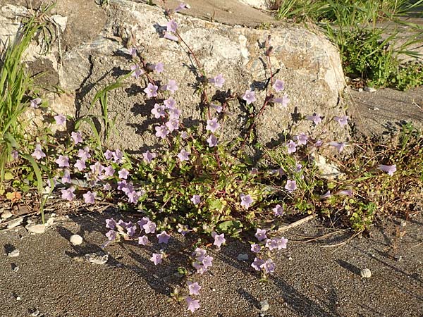 Campanula lyrata / Rock Bellflower, Samos Drakei 18.4.2017