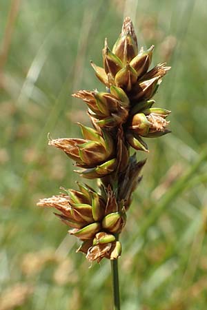 Carex spicata \ Stachel-Segge, Korkfrchtige Segge / Spicate Sedge, Prickly Sedge, Samos Mykali 19.4.2017