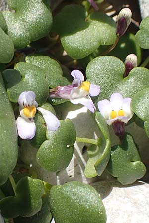 Cymbalaria longipes \ Langstieliges Zimbelkraut / Long-peduncle Toadflax, Samos Mykali 19.4.2017