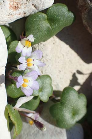 Cymbalaria longipes \ Langstieliges Zimbelkraut, Samos Mykali 19.4.2017