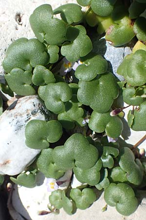 Cymbalaria longipes \ Langstieliges Zimbelkraut, Samos Mykali 19.4.2017