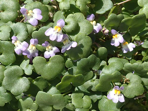 Cymbalaria longipes \ Langstieliges Zimbelkraut, Samos Mykali 19.4.2017