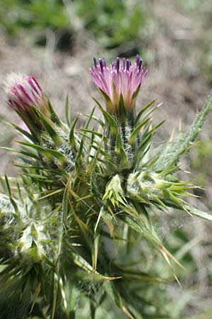 Carduus pycnocephalus \ Knuelkpfige Distel / Plymouth Thistle, Samos Mourtia - Strand/Beach 11.4.2017