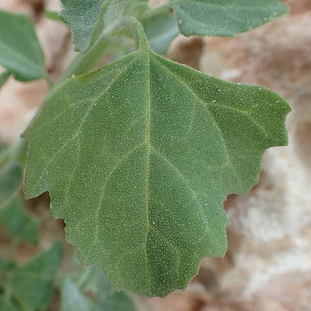 Chenopodium quinoa \ Reismelde, Inka-Reis / Quinoa, Samos Spatharei 17.4.2017