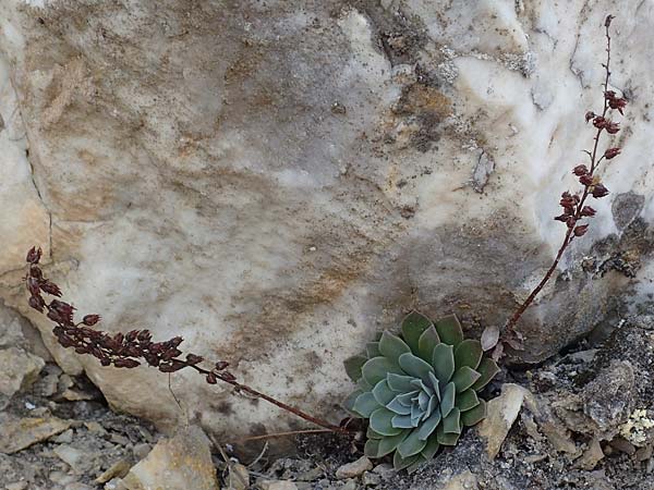 Rosularia serrata / Serrate Rosularia, Samos Stavrinides 14.4.2017