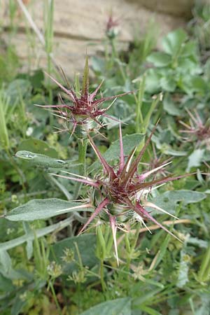 Centaurea raphanina subsp. mixta \ Rettichartige Flockenblume / Knapweed, Samos Pyrgos 17.4.2017