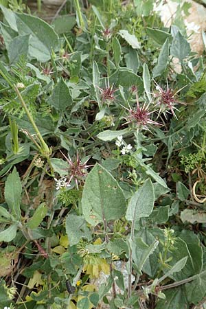 Centaurea raphanina subsp. mixta \ Rettichartige Flockenblume / Knapweed, Samos Pyrgos 17.4.2017