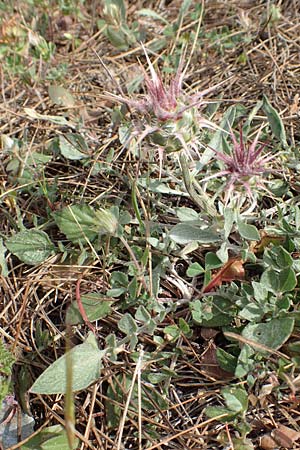 Centaurea raphanina subsp. mixta \ Rettichartige Flockenblume, Samos Pyrgos 17.4.2017