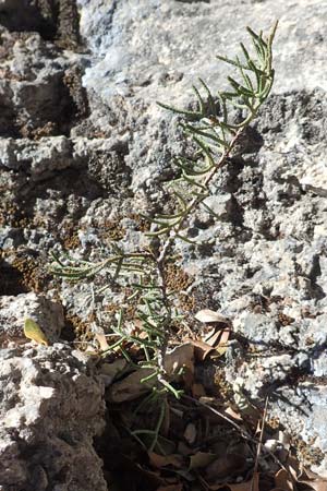 Cupressus sempervirens var. horizontalis \ Mittelmeer-Zypresse / Mediterranean Cypress, Samos Kallithea 18.4.2017