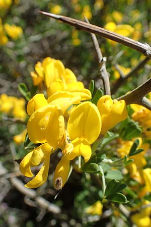 Calicotome villosa \ Behaarter Dorn-Ginster / Hairy Thorny Broom, Samos Mourtia - Strand/Beach 11.4.2017