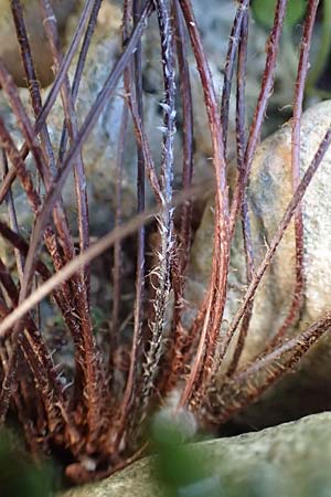 Oeosporangium pteridioides subsp. acrosticum \ Mauer-Pelzfarn, Mauer-Lippenfarn / Lip Fern, Samos Limnionas 18.4.2017