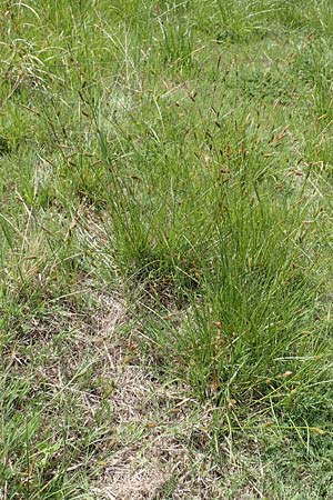 Carex hispida \ Steifhaarige Segge / Hispid Sedge, Samos Ireon 13.4.2017