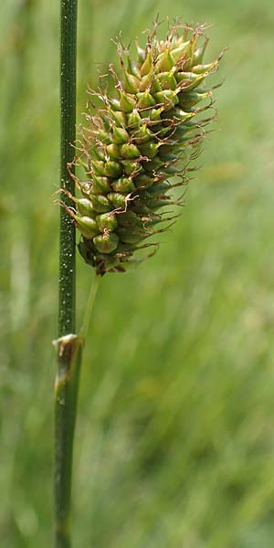 Carex hispida \ Steifhaarige Segge / Hispid Sedge, Samos Ireon 13.4.2017