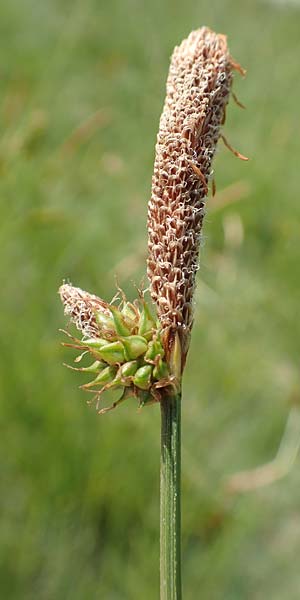 Carex hispida \ Steifhaarige Segge / Hispid Sedge, Samos Ireon 13.4.2017