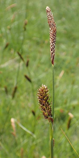 Carex hispida \ Steifhaarige Segge / Hispid Sedge, Samos Ireon 13.4.2017