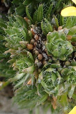 Draba heterocoma subsp. archipelagi / Mossy Whitlowgrass, Samos Lazaros in Mt. Ambelos 12.4.2017