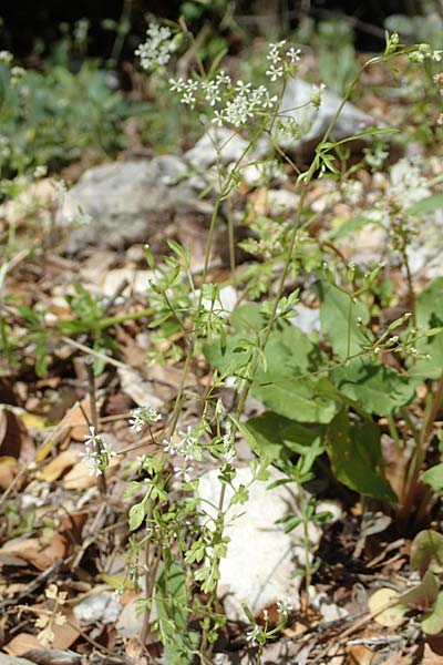 Anthriscus tenerrima \ Zarter Kerbel, Samos Kallithea 18.4.2017