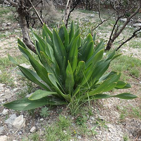 Drimia aphylla / Leafless Sea Squill, Samos Mytilini 10.4.2017