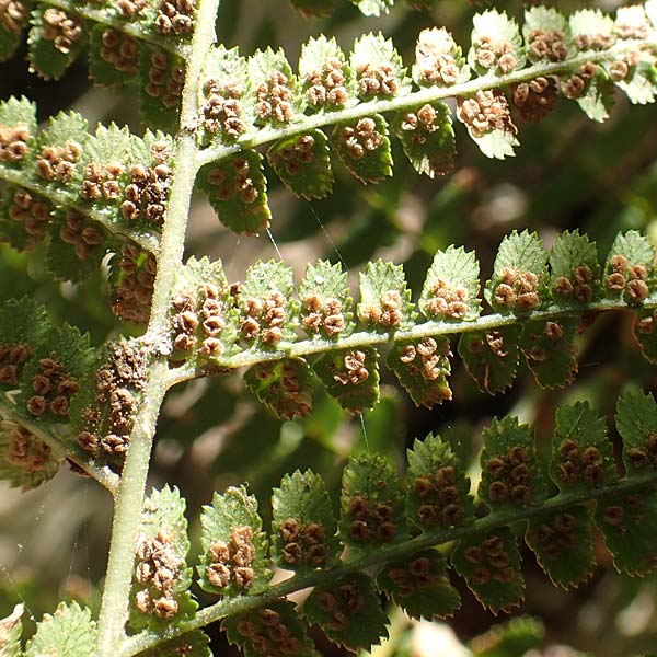 Dryopteris affinis \ Goldschuppen-Farn, Schuppiger Wurmfarn / Scaly Male Fern, Samos Potami 15.4.2017