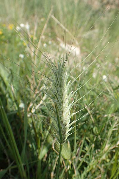 Dasypyrum villosum \ Zottiger Haar-Weizen / Mosquito Grass, Samos Pythagorio 13.4.2017