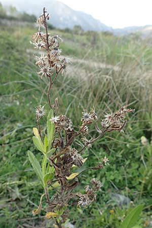 Dittrichia viscosa \ Klebriger Alant / Woody Fleabane, False Yellowhead, Samos Myloi 13.4.2017