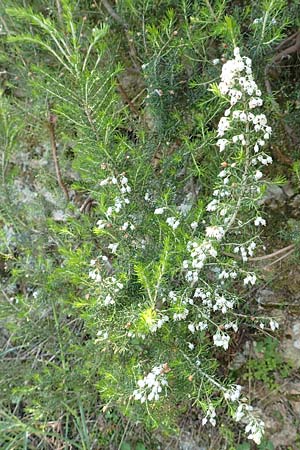 Erica arborea \ Baum-Heide / Tree Heather, Samos Agios Konstantinos 14.4.2017