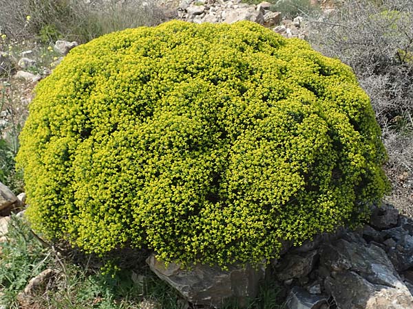 Euphorbia acanthothamnos \ Dornbusch-Wolfsmilch / Greek Spiny Spurge, Samos Psili Ammos 16.4.2017