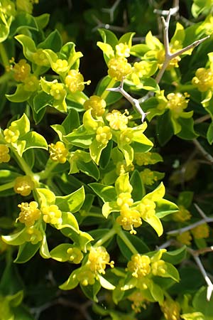 Euphorbia acanthothamnos \ Dornbusch-Wolfsmilch / Greek Spiny Spurge, Samos Psili Ammos 16.4.2017