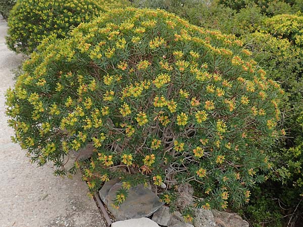 Euphorbia dendroides \ Baumartige Wolfsmilch, Samos Spatharei 17.4.2017