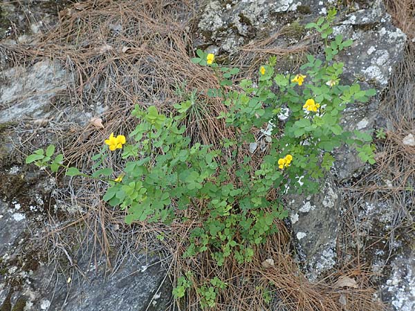 Hippocrepis emerus \ Strauchwicke / Scorpion Senna, Samos Stavrinides 14.4.2017