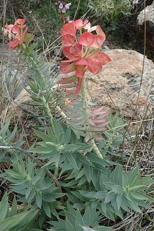 Euphorbia myrsinites \ Myrten-Wolfsmilch, Walzen-Wolfsmilch / Myrtle Spurge, Samos Spatharei 17.4.2017