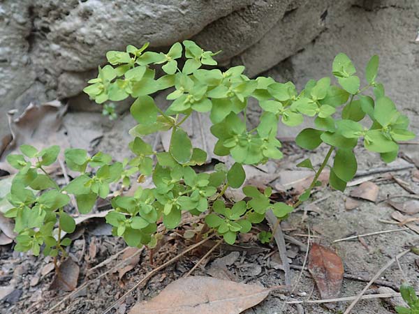 Euphorbia peplus / Petty Spurge, Samos Potami 15.4.2017