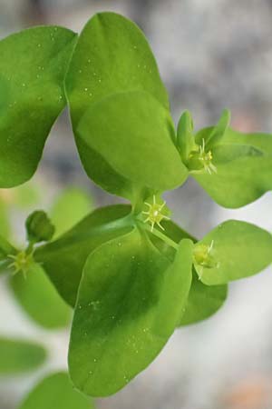 Euphorbia peplus \ Garten-Wolfsmilch / Petty Spurge, Samos Potami 15.4.2017