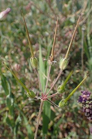 Erodium chium \ Chios-Reiherschnabel / Chios Stork's-Bill, Samos Psili Ammos 16.4.2017