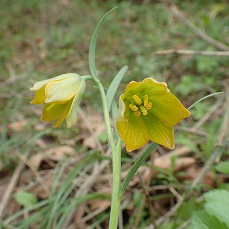 Fritillaria bithynica \ Bithynische Schachblume, Samos Mt. Ambelos 12.4.2017