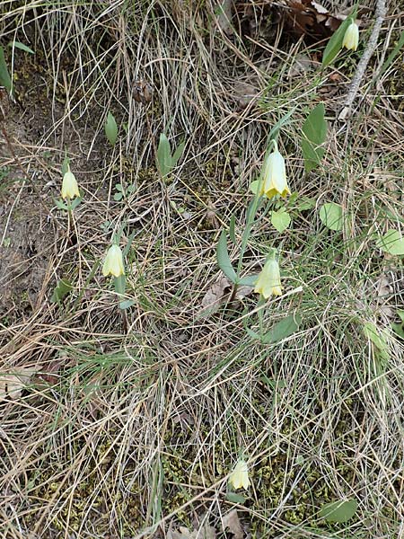 Fritillaria bithynica \ Bithynische Schachblume / Bithynian Fritillary, Samos Mt. Ambelos 12.4.2017