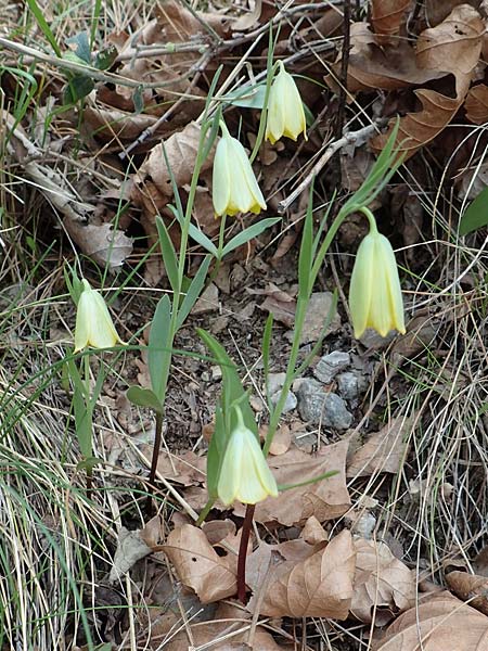 Fritillaria bithynica \ Bithynische Schachblume, Samos Mt. Ambelos 12.4.2017