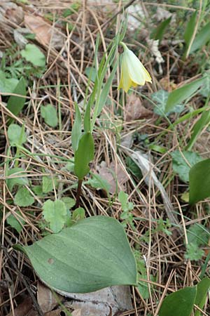 Fritillaria bithynica \ Bithynische Schachblume, Samos Mt. Ambelos 12.4.2017