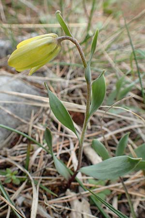 Fritillaria carica \ Karische Schachblume, Samos Lazaros in Mt. Ambelos 12.4.2017