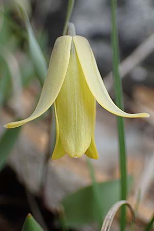 Fritillaria carica \ Karische Schachblume / Carian Fritillary, Samos Lazaros in Mt. Ambelos 12.4.2017