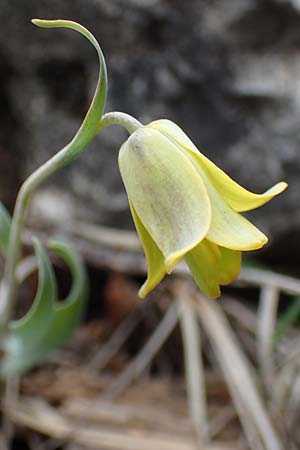 Fritillaria carica \ Karische Schachblume, Samos Lazaros in Mt. Ambelos 12.4.2017