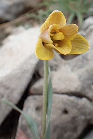 Fritillaria carica \ Karische Schachblume / Carian Fritillary, Samos Lazaros in Mt. Ambelos 12.4.2017