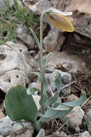 Fritillaria carica \ Karische Schachblume / Carian Fritillary, Samos Lazaros in Mt. Ambelos 12.4.2017